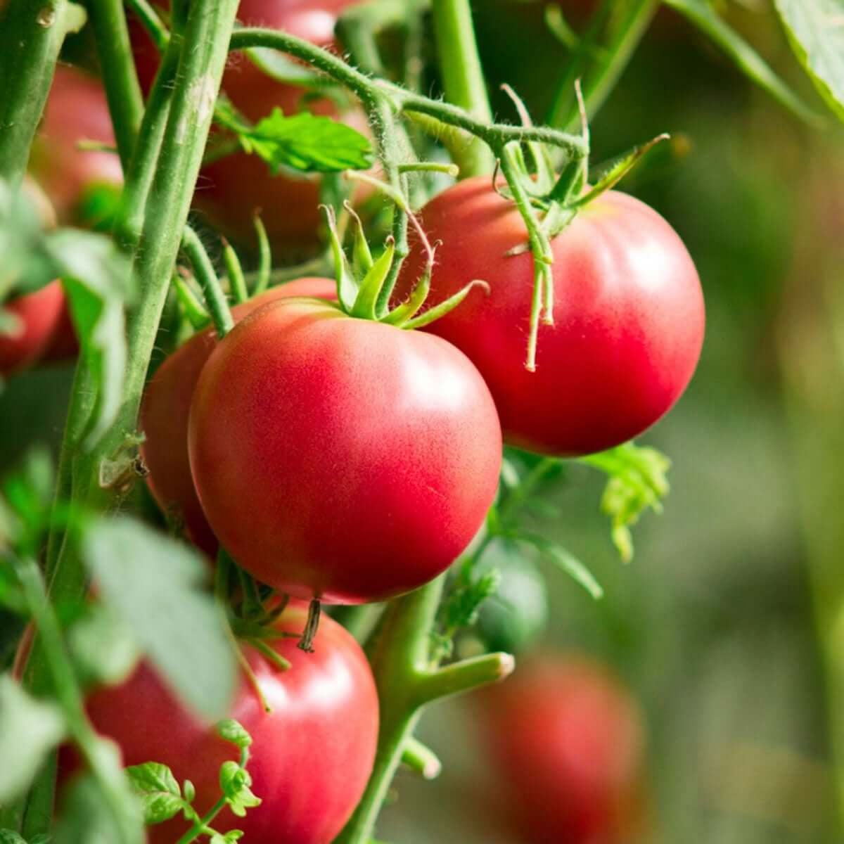 Large Tomato Seeds - Heirloom Vegetable Plant for Home Gardens