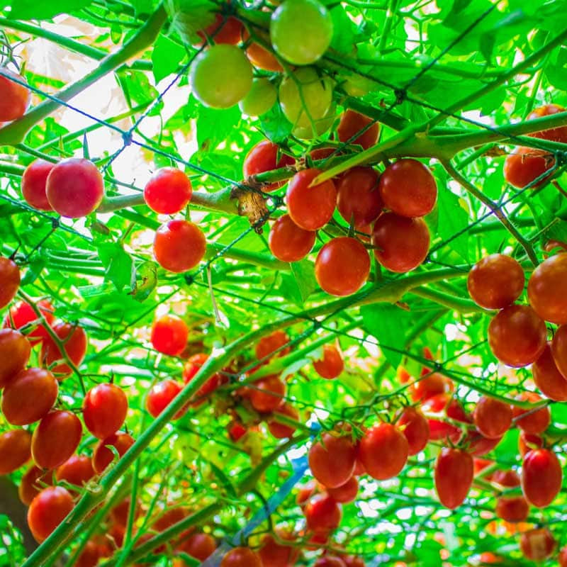 Large Tomato Seeds - Heirloom Vegetable Plant for Home Gardens