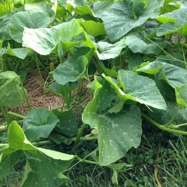 Large Winter Squash Seeds