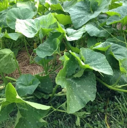 Large Winter Squash Seeds
