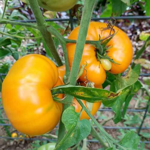 Large Yellow Tomato Seeds