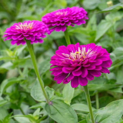 Large Zinnia Seeds - Heirloom Flower Plant for Home Gardens