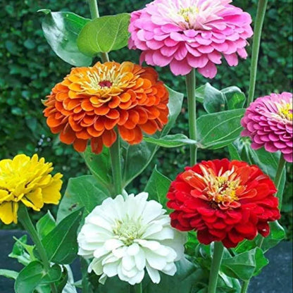 Large Zinnia Seeds - Heirloom Flower Plant for Home Gardens