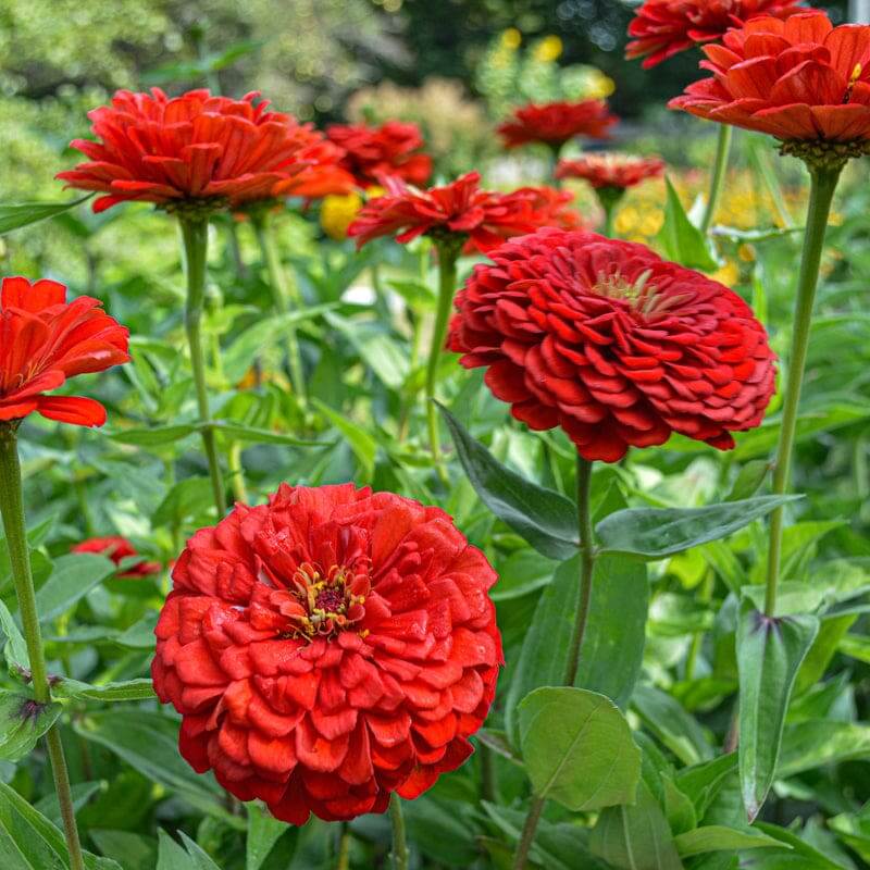 Large Zinnia Seeds - Heirloom Flower Plant for Home Gardens