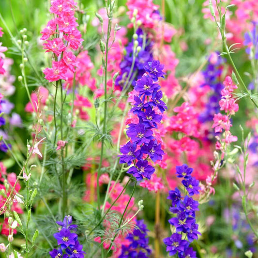 Larkspur Seeds