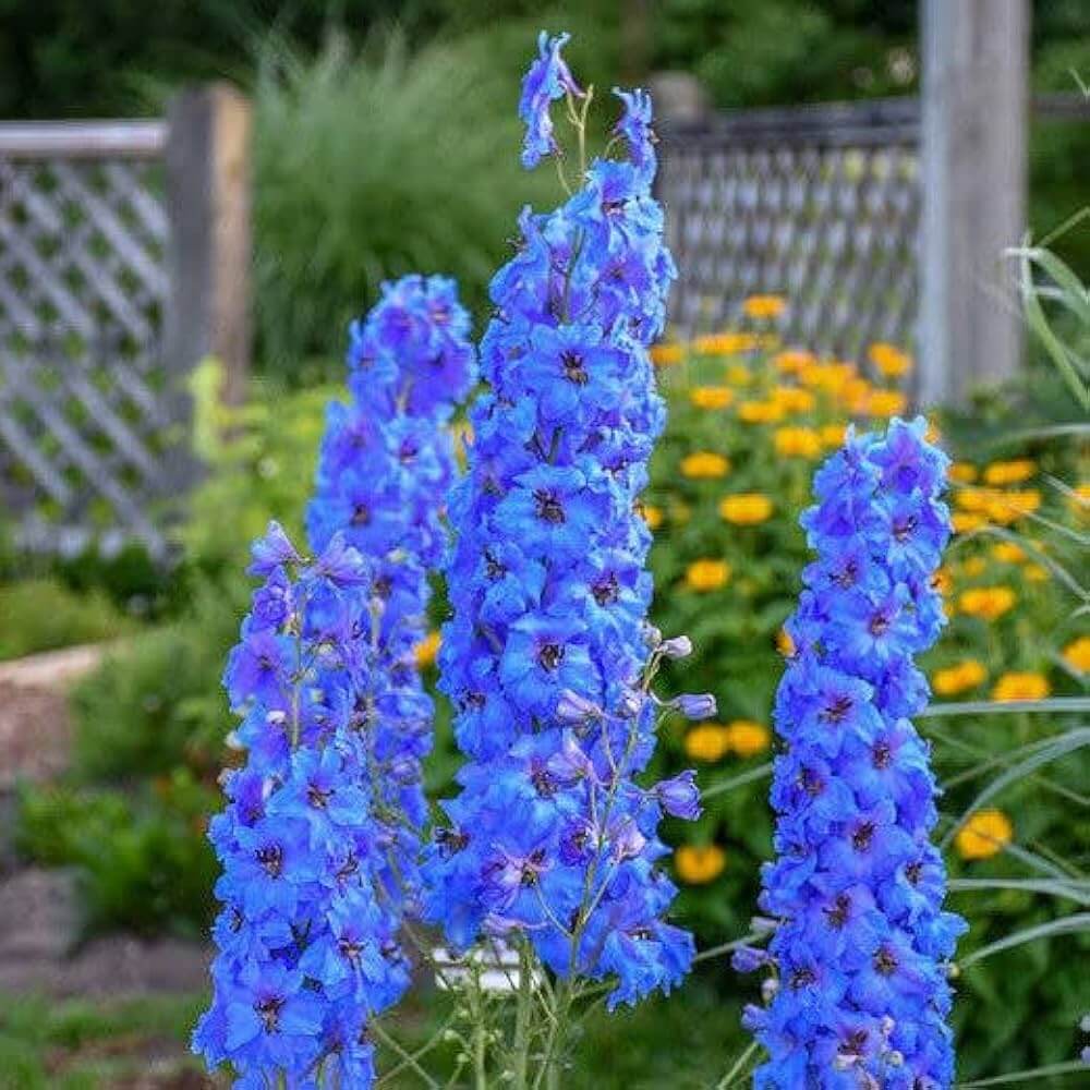 Larkspur Seeds