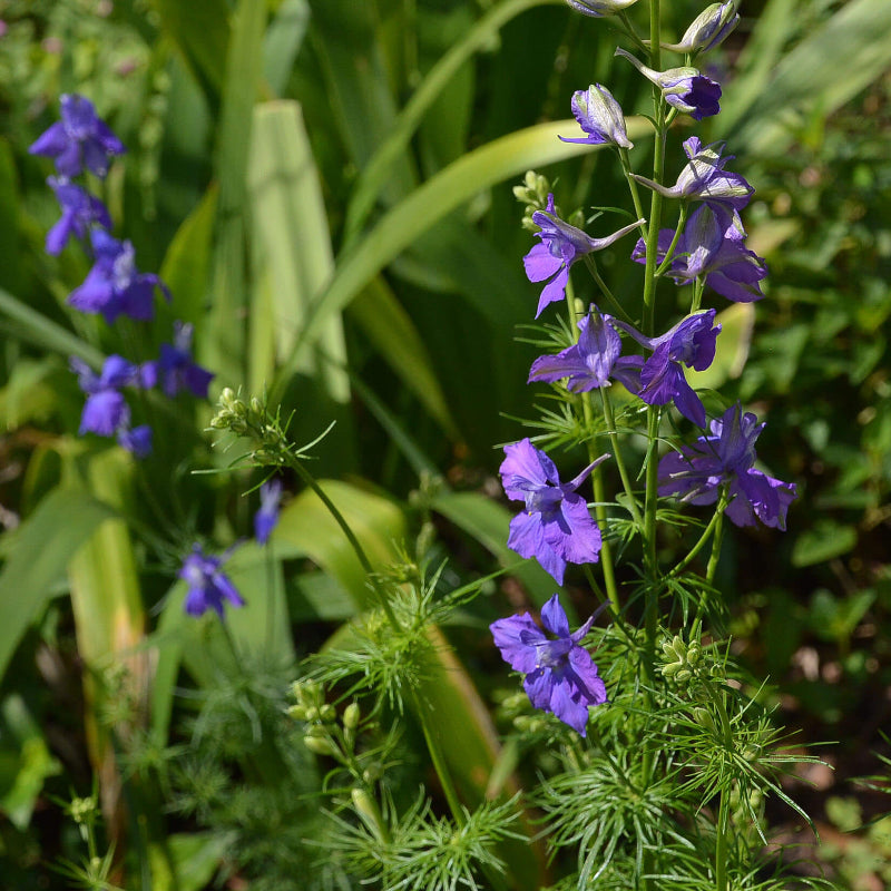 Larkspur Seeds
