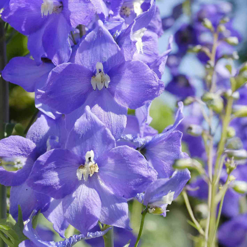 Larkspur Seeds