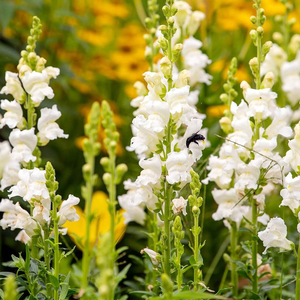 Larkspur Seeds