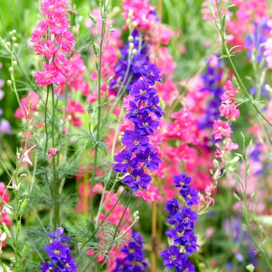 Larkspur Seeds - Flower Plant