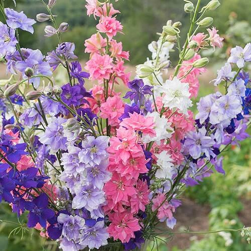 Larkspur Seeds - Flower Plant