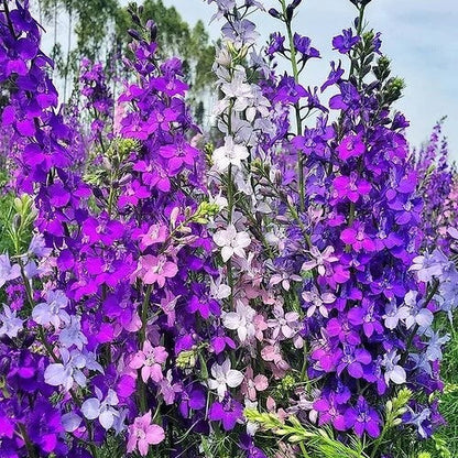 Larkspur Seeds - Flower Plant