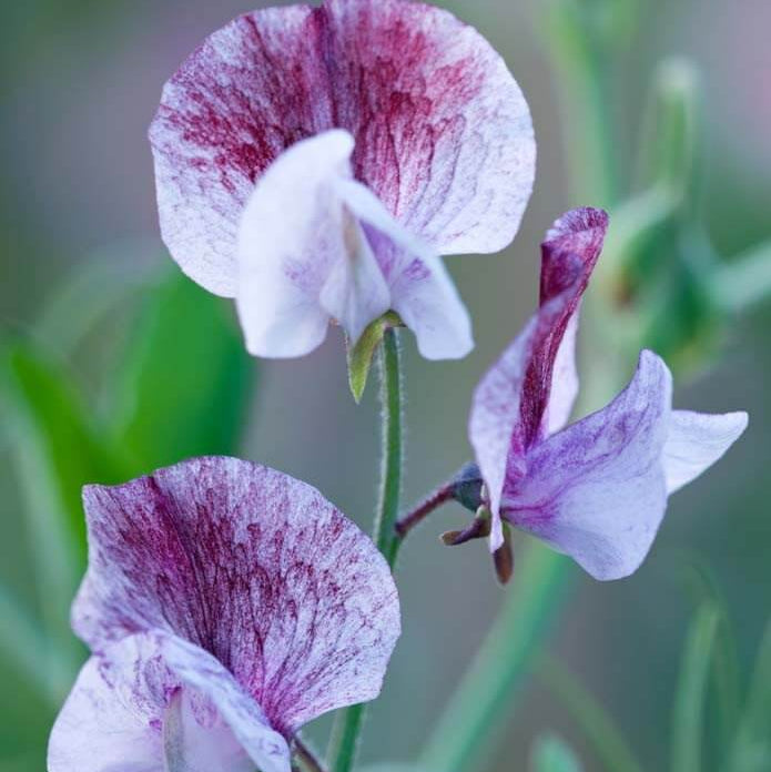 Lathyrus Odoratus Seeds - Heirloom Flower Plant for Home Gardens
