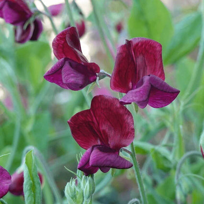 Lathyrus Odoratus Seeds - Heirloom Flower Plant for Home Gardens