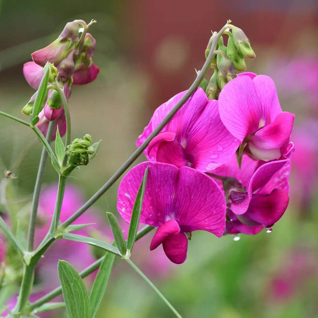 Lathyrus Odoratus Seeds - Heirloom Flower Plant for Home Gardens
