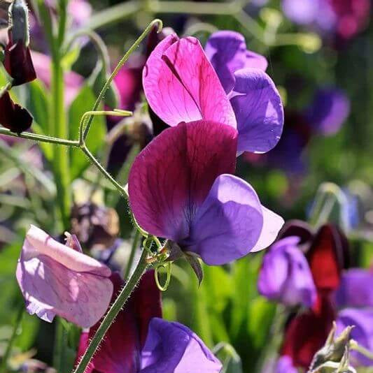 Lathyrus Odoratus Seeds - Heirloom Flower Plant for Home Gardens