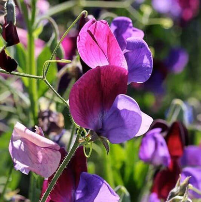 Lathyrus Odoratus Seeds - Heirloom Flower Plant for Home Gardens