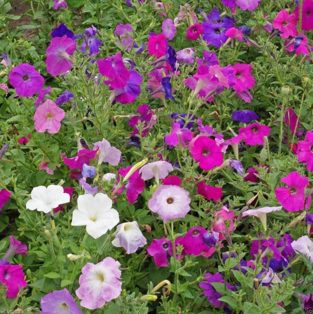 Laura Bush Petunia Seeds