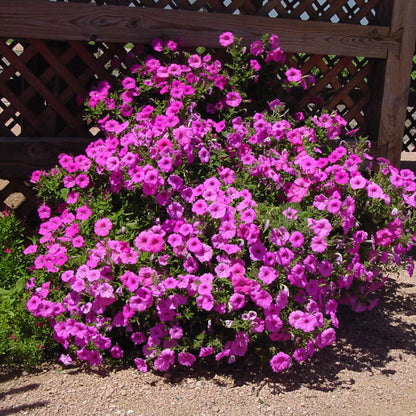 Laura Bush Petunia Seeds