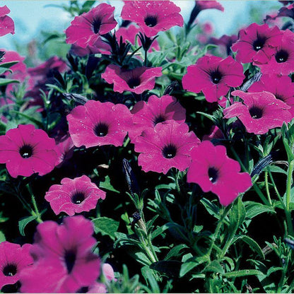 Laura Bush Petunia Seeds