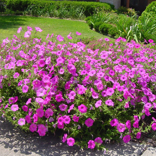 Laura Bush Petunia Seeds