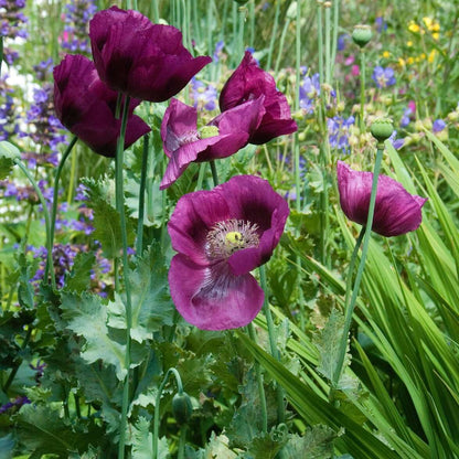 Lauren’s Grape Poppy Seeds