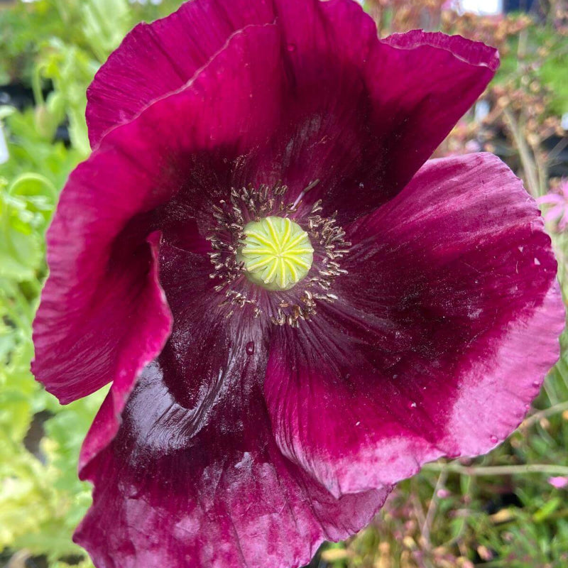 Lauren’s Grape Poppy Seeds