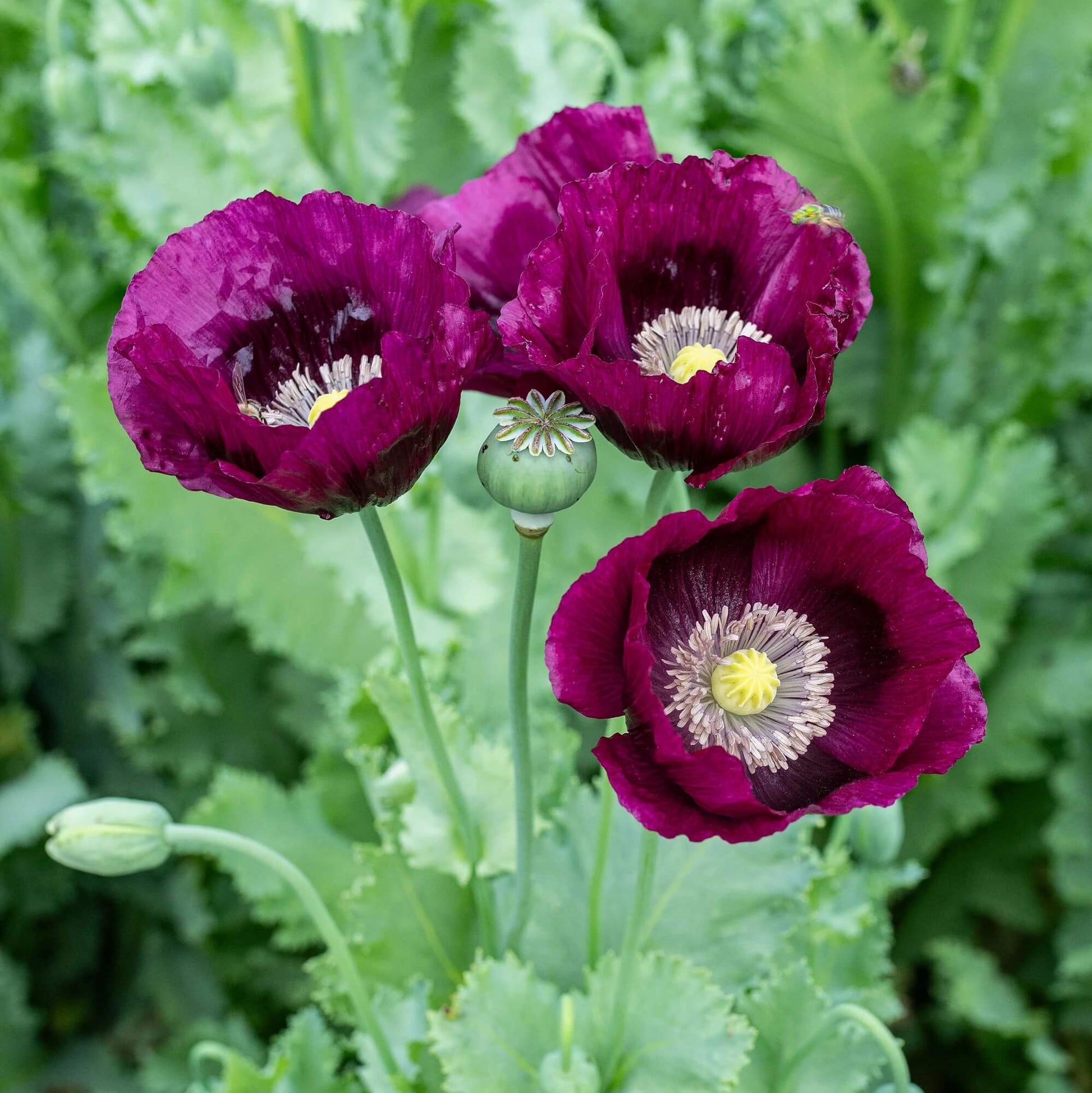 Lauren’s Grape Poppy Seeds