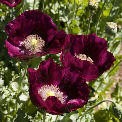 Lauren’s Grape Poppy Seeds