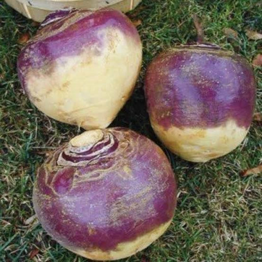 Laurentian Rutabaga Seeds