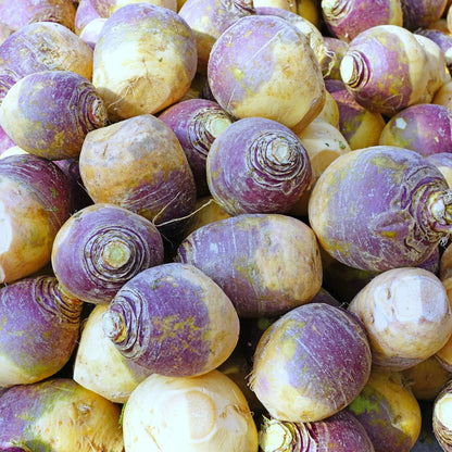 Laurentian Rutabaga Seeds