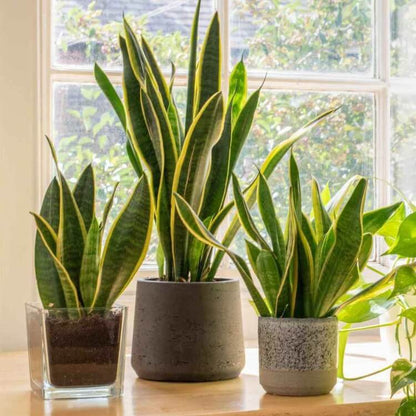 Laurentii Snake Plant seeds
