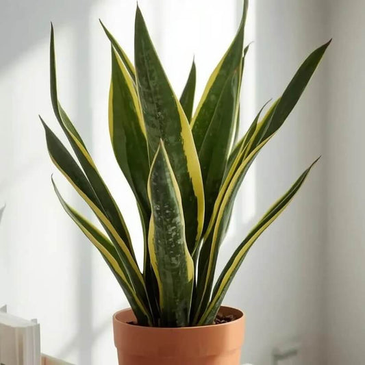 Laurentii Snake Plant seeds