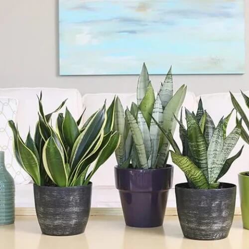 Laurentii Snake Plant seeds