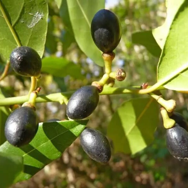 Laurus Bay Laurel Seeds