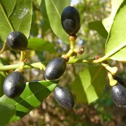 Laurus Bay Laurel Seeds