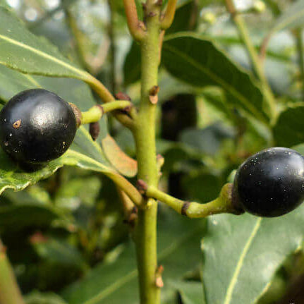 Laurus Bay Laurel Seeds