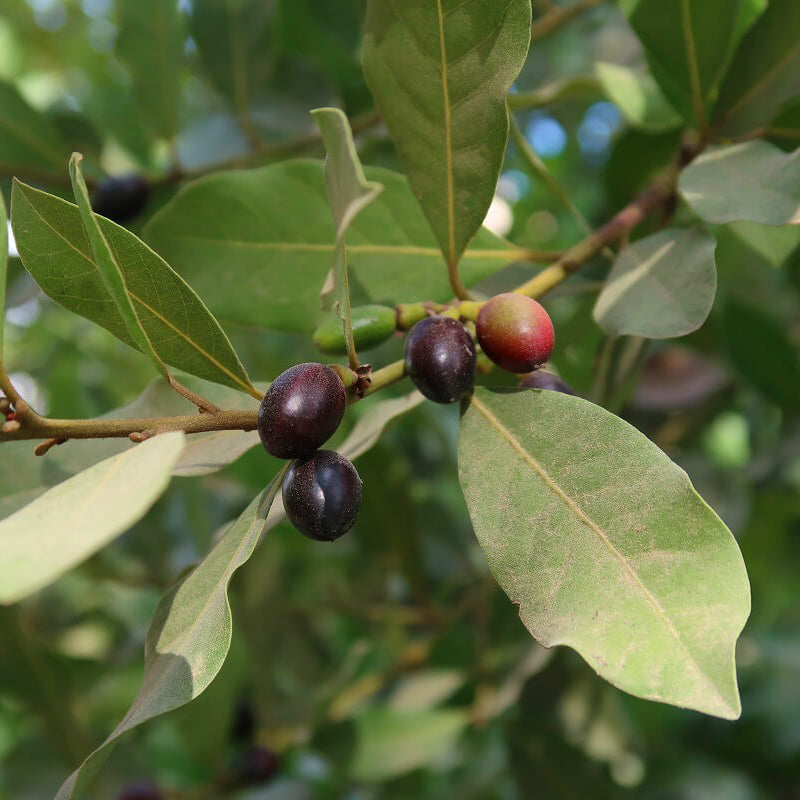 Laurus Bay Laurel Seeds