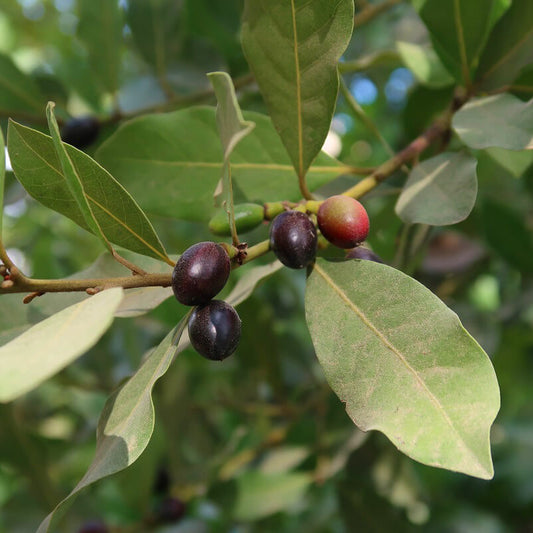 Laurus Bay Laurel Seeds
