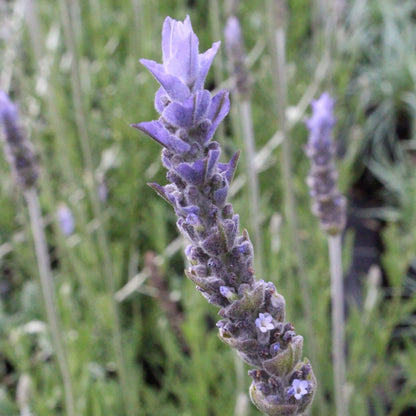 Lavandula Dentata Seeds - Heirloom Flower Plant for Home Gardens