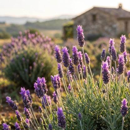 Lavandula Dentata Seeds - Heirloom Flower Plant for Home Gardens