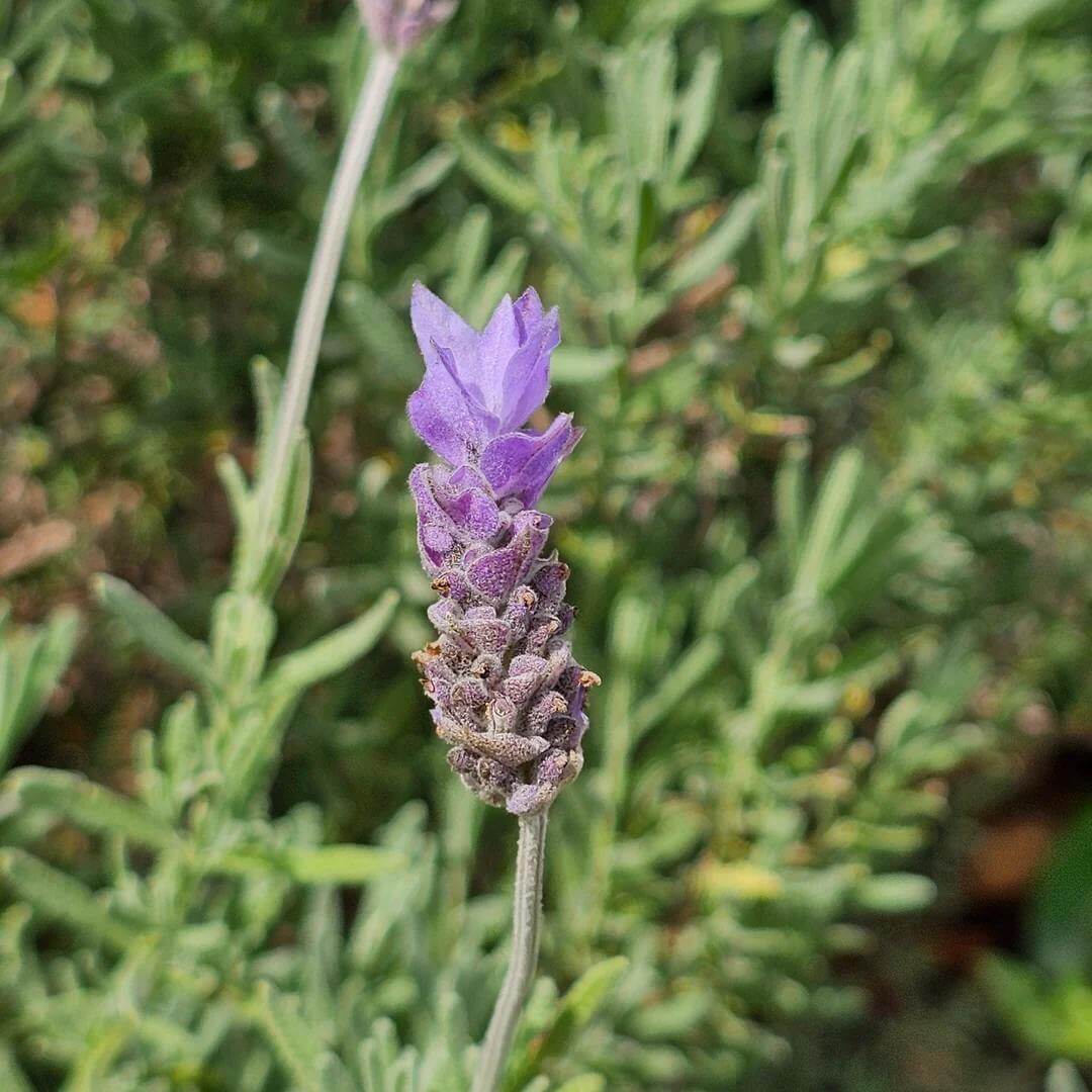 Lavandula Dentata Seeds - Heirloom Flower Plant for Home Gardens