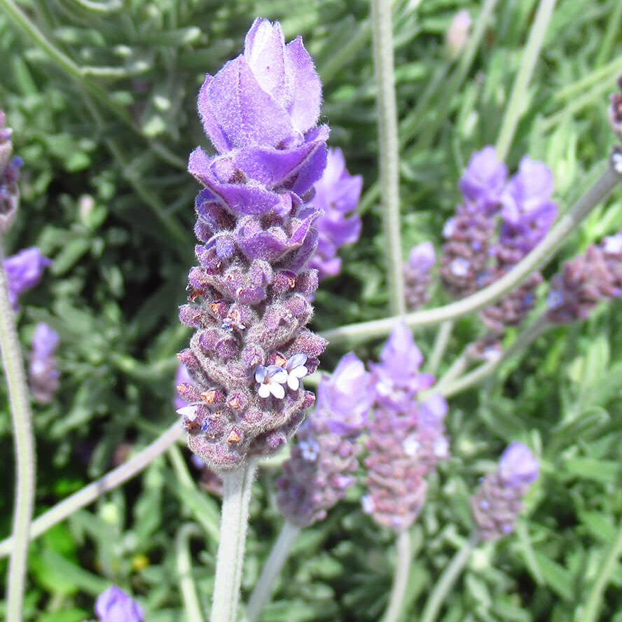 Lavandula Dentata Seeds - Heirloom Flower Plant for Home Gardens