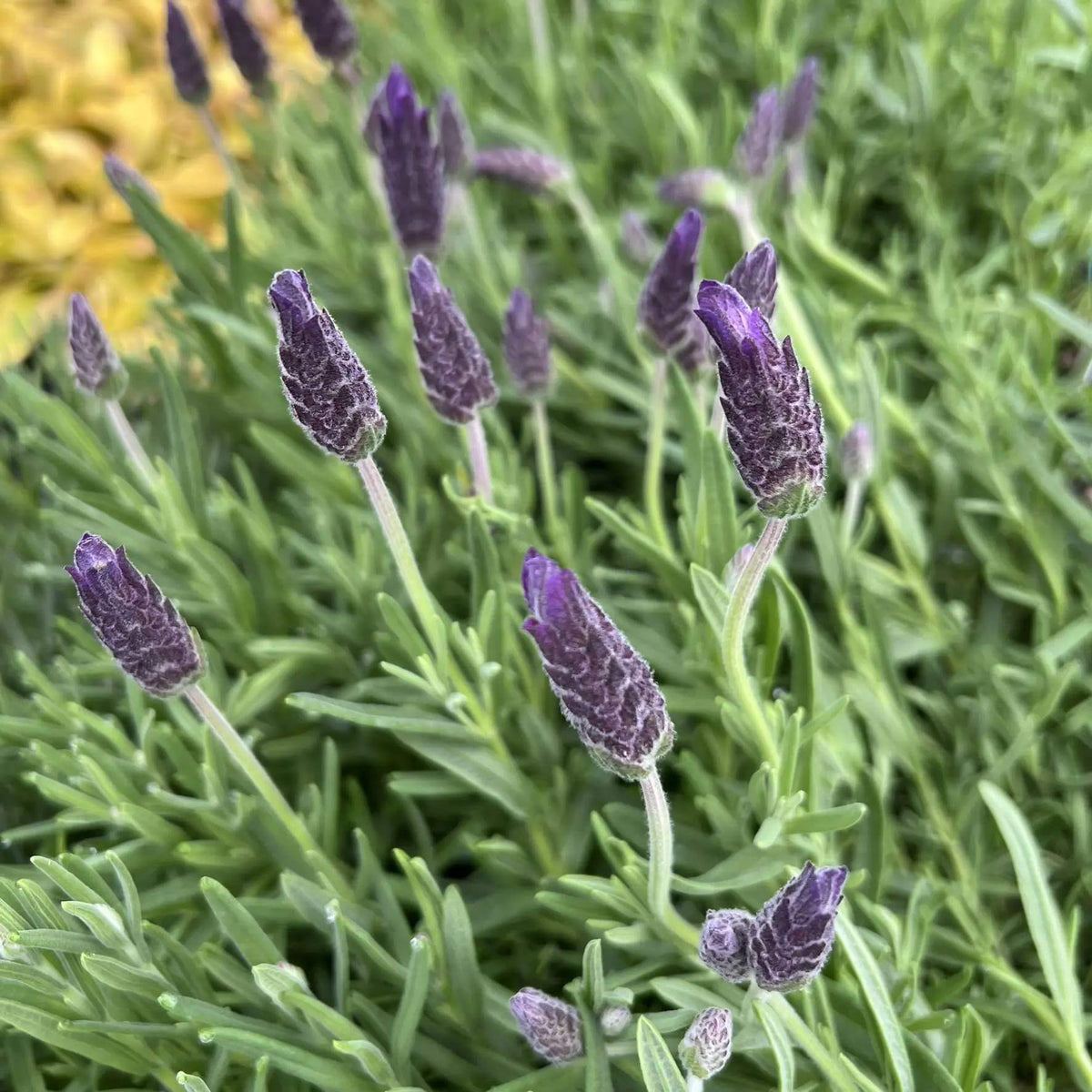 Lavandula Stoechas Seeds - Heirloom Flower Plant for Home Gardens