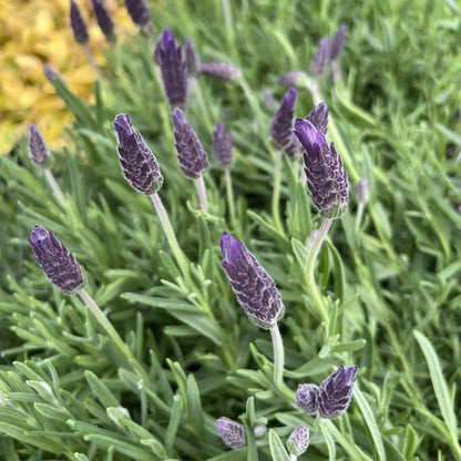 Lavandula Stoechas Seeds - Heirloom Flower Plant for Home Gardens