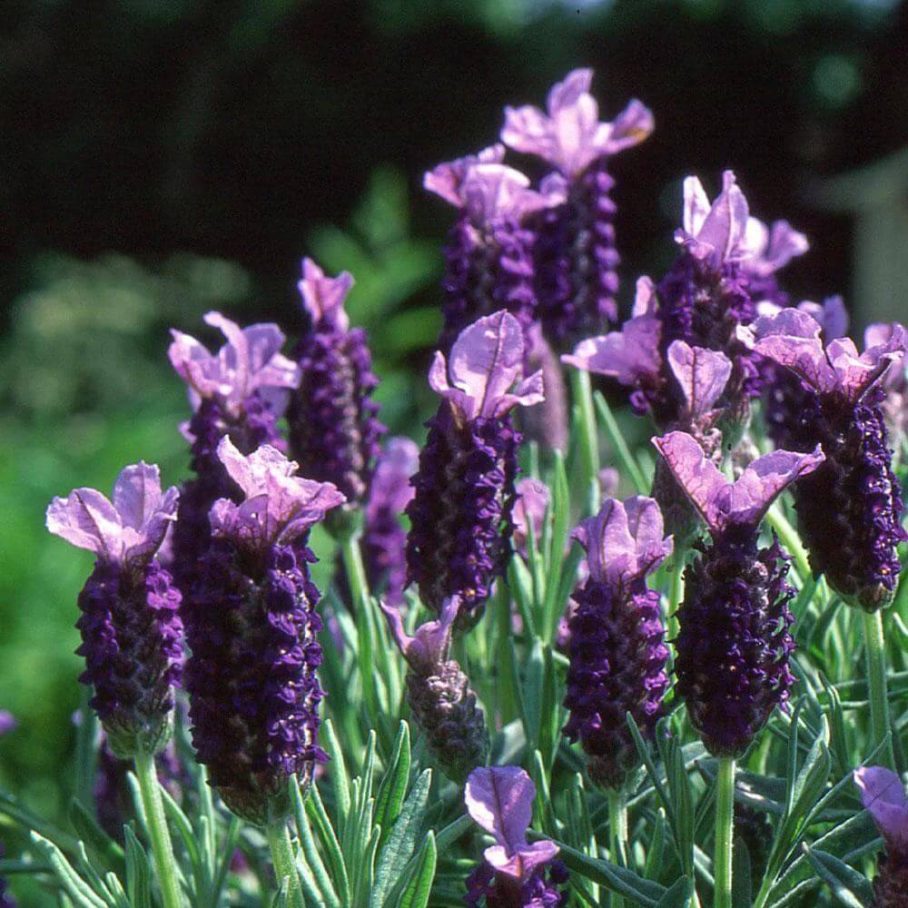 Lavandula Stoechas Seeds - Heirloom Flower Plant for Home Gardens