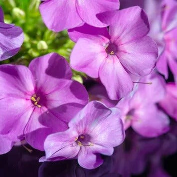 Lavender Balsamine Seeds