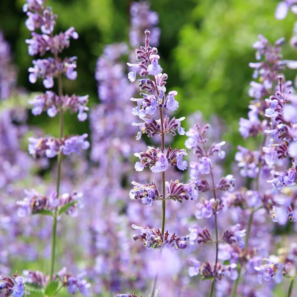 Lavender Catnip Seeds - Herbal Plant for Home Gardens