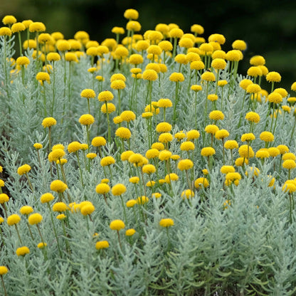 Lavender Cotton Seeds - Heirloom Herbal Plant for Home Gardens