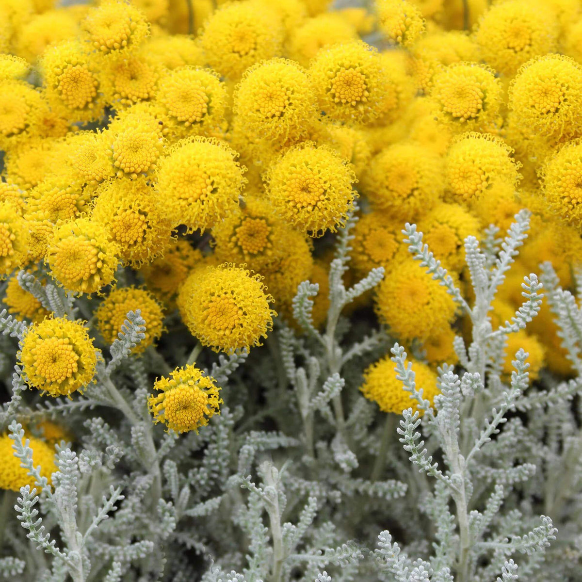 Lavender Cotton Seeds - Heirloom Herbal Plant for Home Gardens